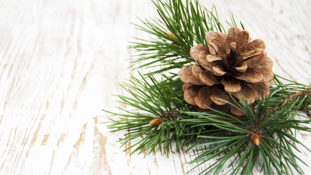 image-banner-stock-pine-cone-517615639.webp