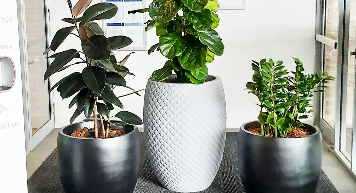 egg diamond plant container