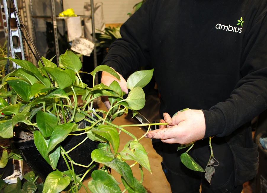Utendørsbeplantning