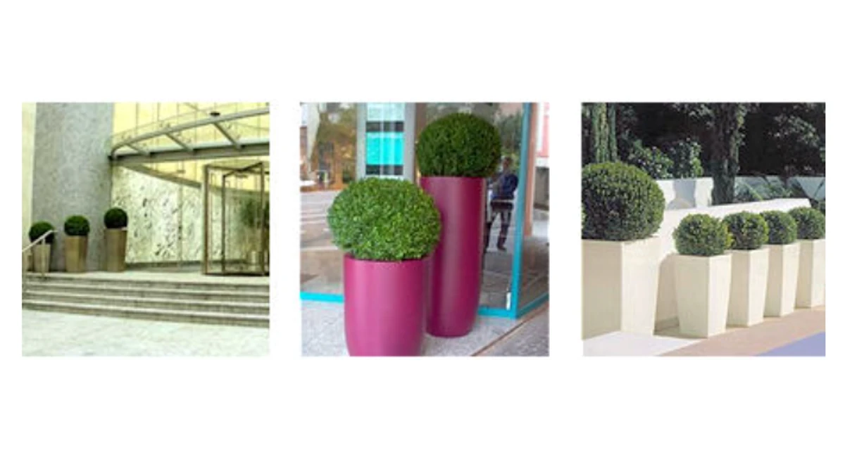 image-stock-ambius-outdoor-pots.webp