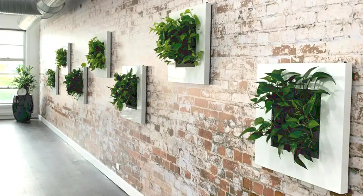 wall plant