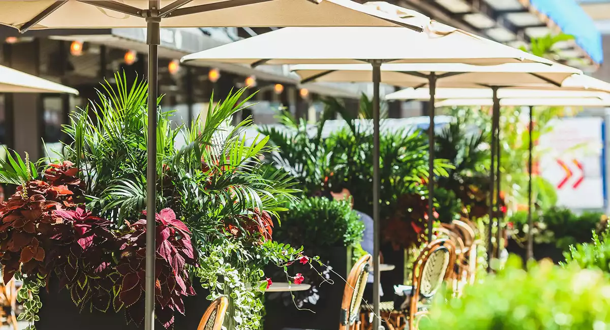 outdoor plants